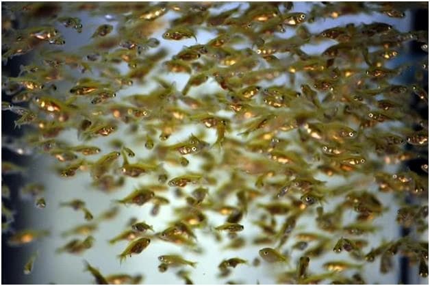 Nutrisi Utama untuk Baby Goldfish agar Tumbuh Sehat