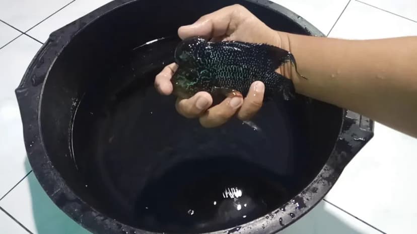 Penyebab Ikan Louhan Menghitam