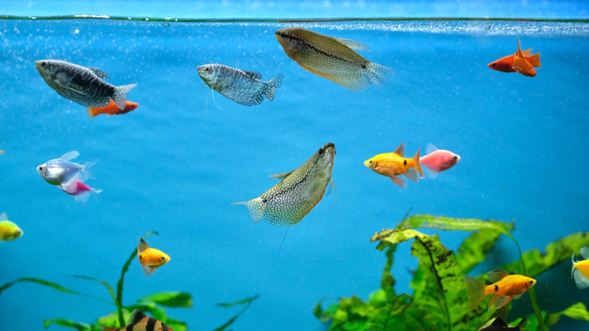 Tips Menjaga Ekosistem Akuarium Agar Ikan Tetap Sehat