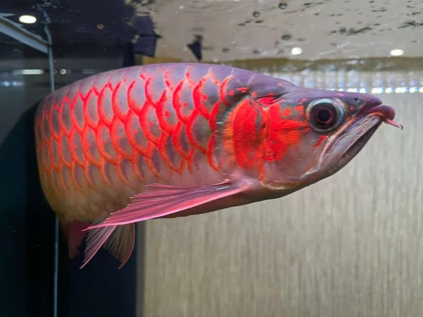Arowana Super Red