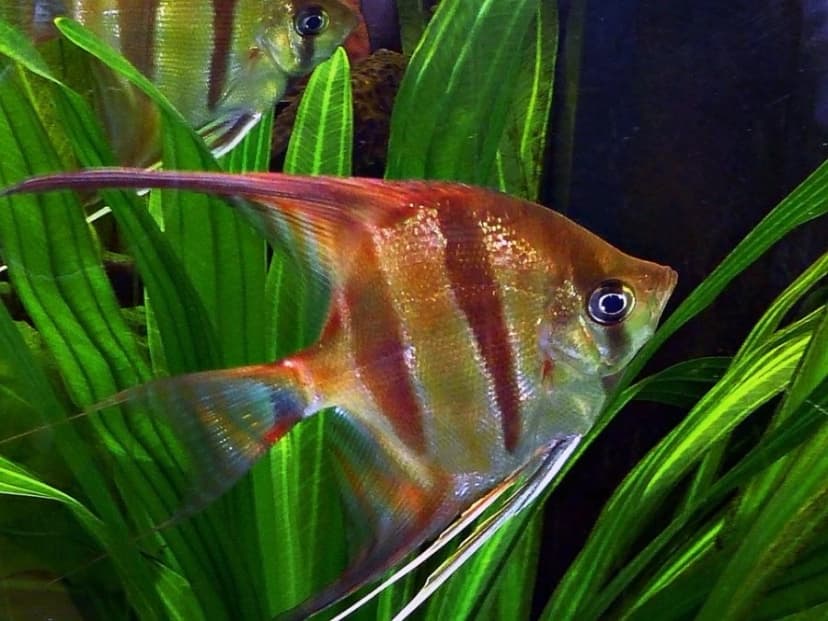 Memantau Kesehatan Ikan
