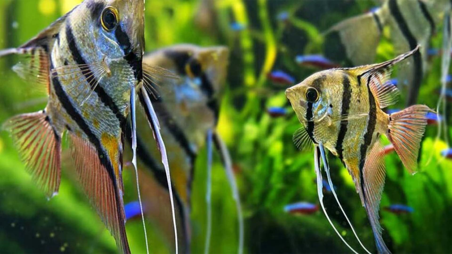 Perawatan Ikan Manfish yang Tepat