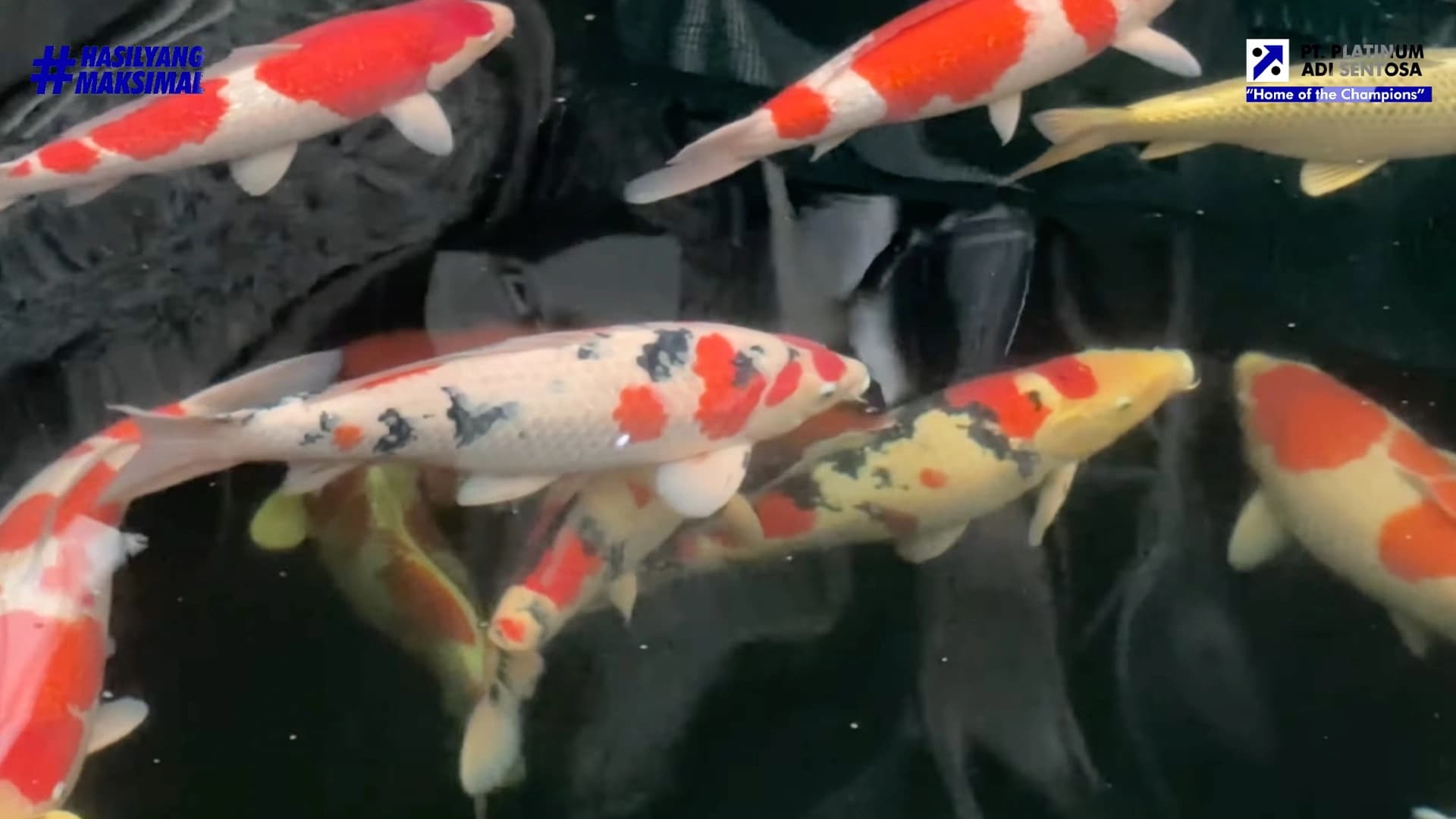 Persiapan Perawatan Ikan Koi saat Mudik