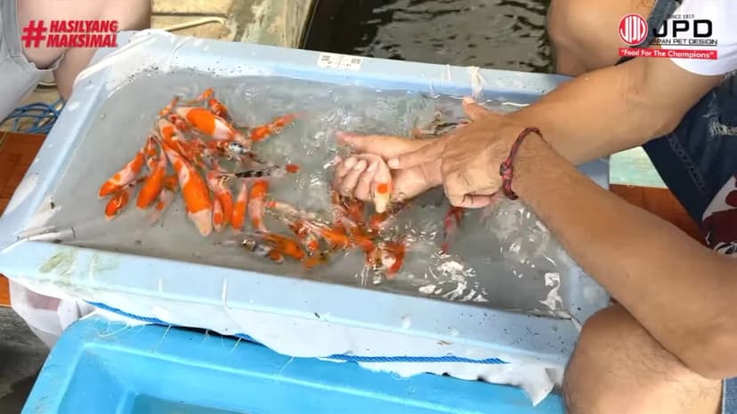 Proses Seleksi Ketat Anakan Koi