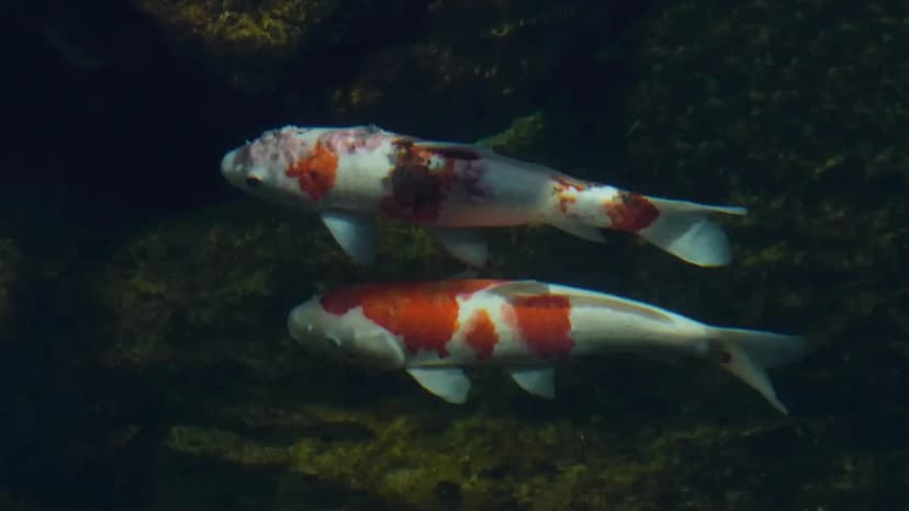Sinking Disease pada Ikan Koi: Gejala, Penyebab, dan Solusi