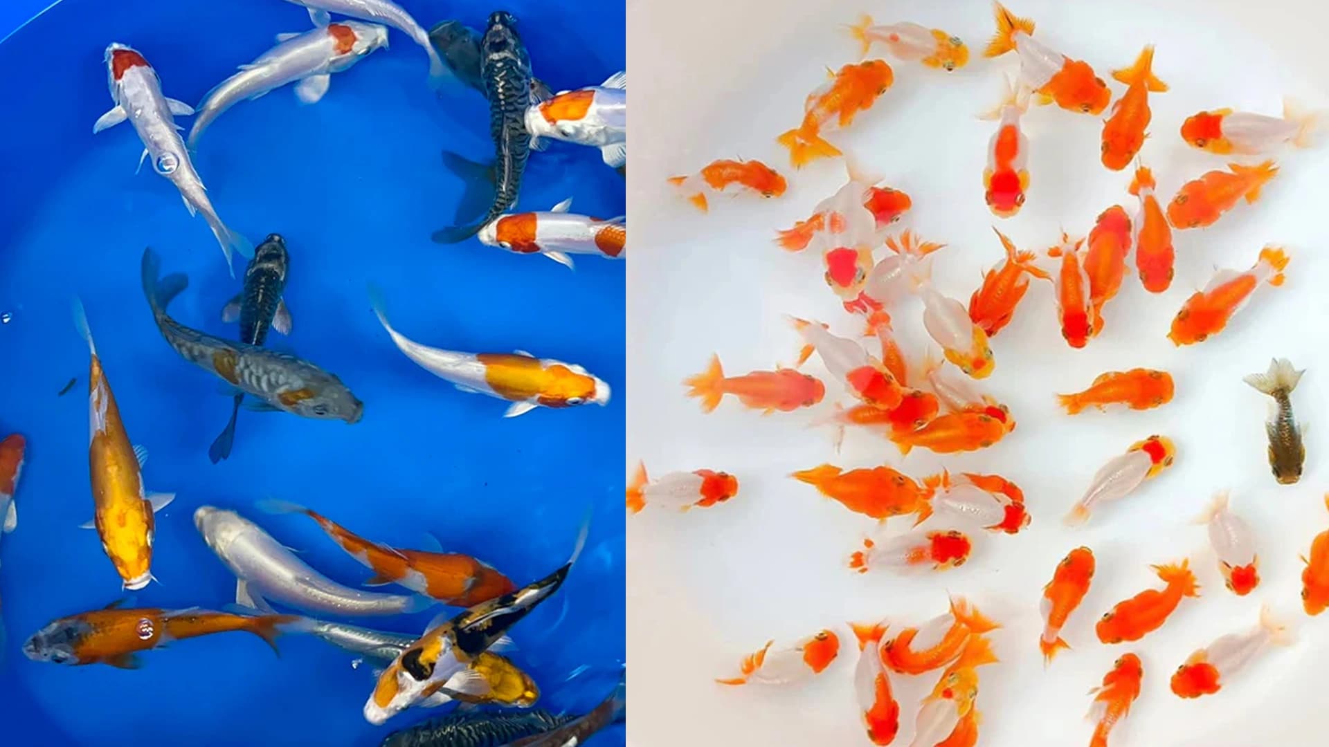 Ini Solusi Untuk Penuhi Nutrisi untuk Anakan Ikan Hias Anda