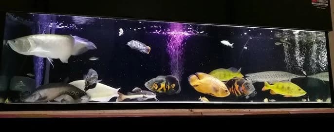 Pengaturan Tank Ikan Predator Untuk Mengurangi Agresivitas