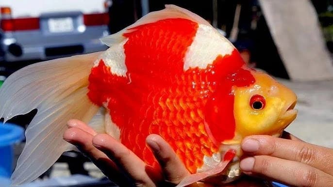 Penyebab Warna Goldfish Pudar