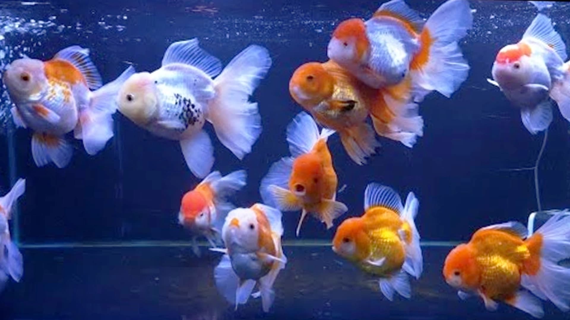 Pertumbuhan Cepat Goldfish Ternyata Dipengaruhi Hal Ini