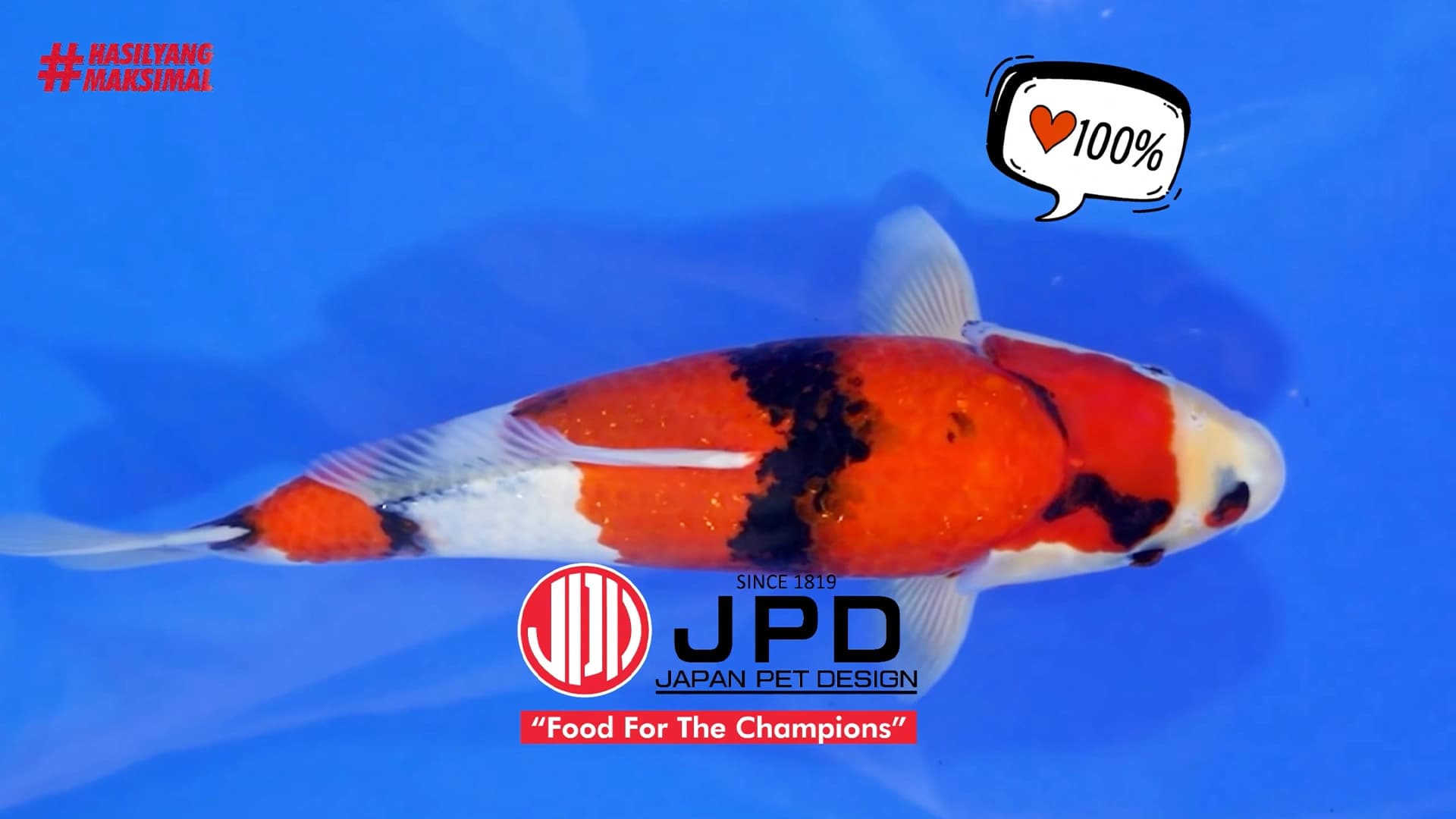 Rahasia Formula Pakan Koi Showa untuk Juara Kontes Ikan Hias