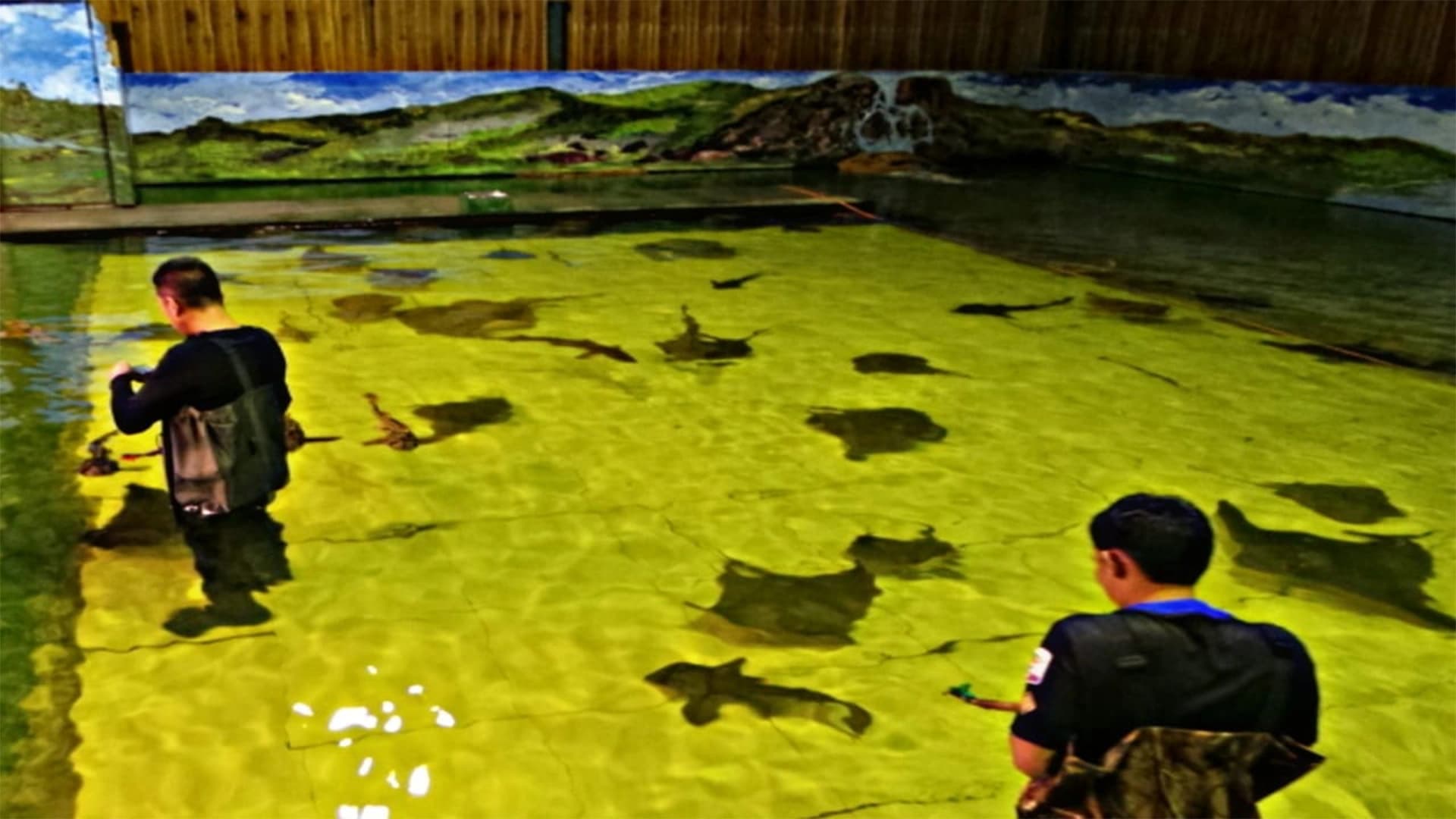 Panduan Lengkap Breeding Ikan Hias Pari untuk Pemula