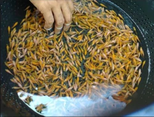Dari Larva yang Rentan Menjadi Ikan dan Udang Hias Yang Tangguh