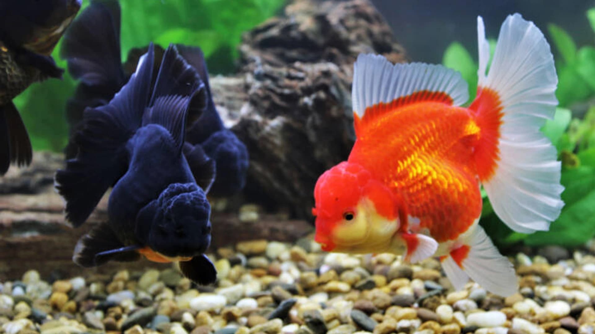 Faktor Kunci Pertumbuhan Cepat Goldfish Sejak Dini