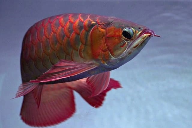 Gejala Mogok Makan Pada Arowana