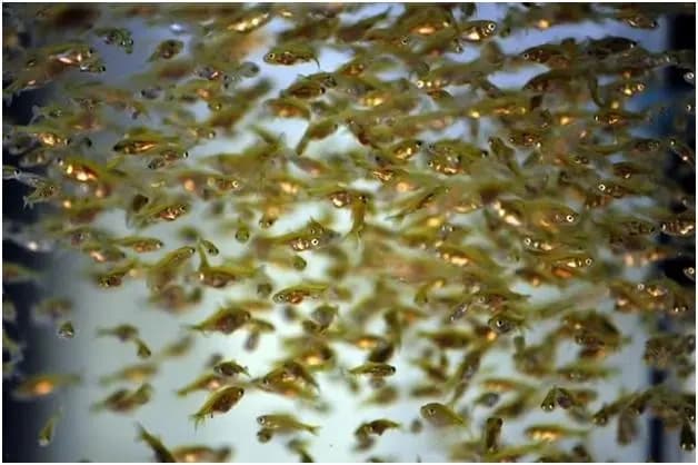 Menciptakan Ekosistem yang Mendukung Larva