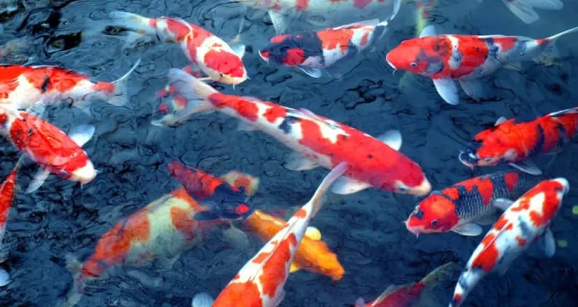 Apa Saja Sumber Protein Tinggi untuk Koi?