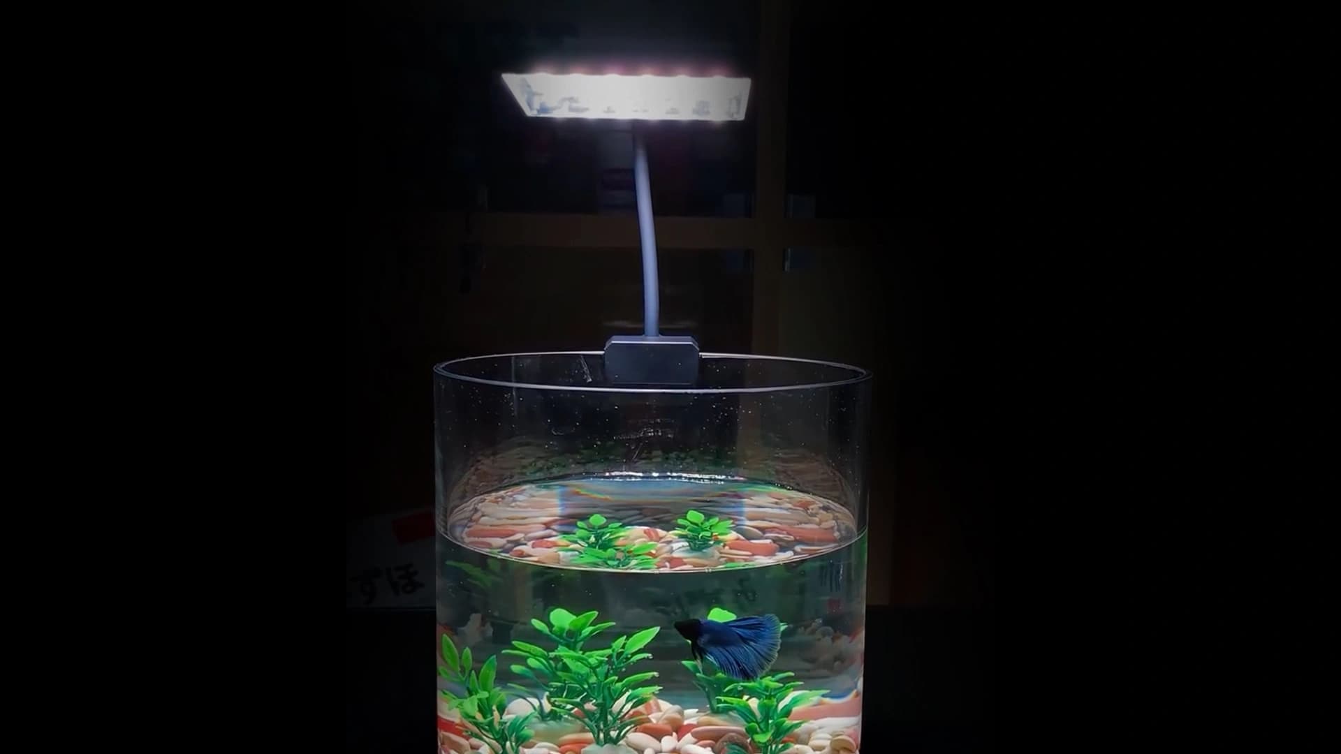 Aquascape Auto Cantik Dengan Lampu LED Aquascape Mini Ini!