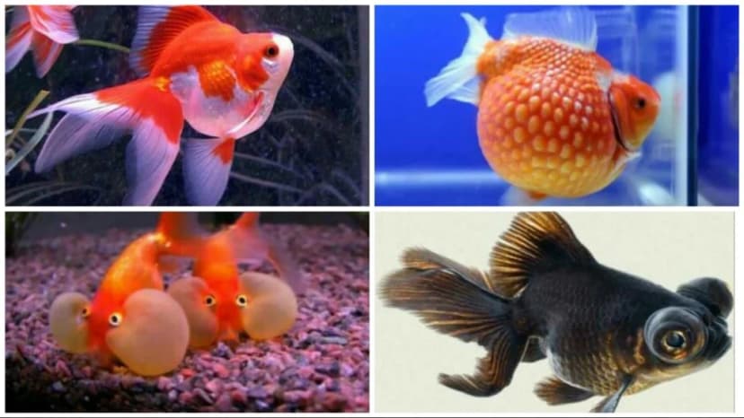 Memahami Pentingnya Memiliki Goldfish Sehat dan Aktif