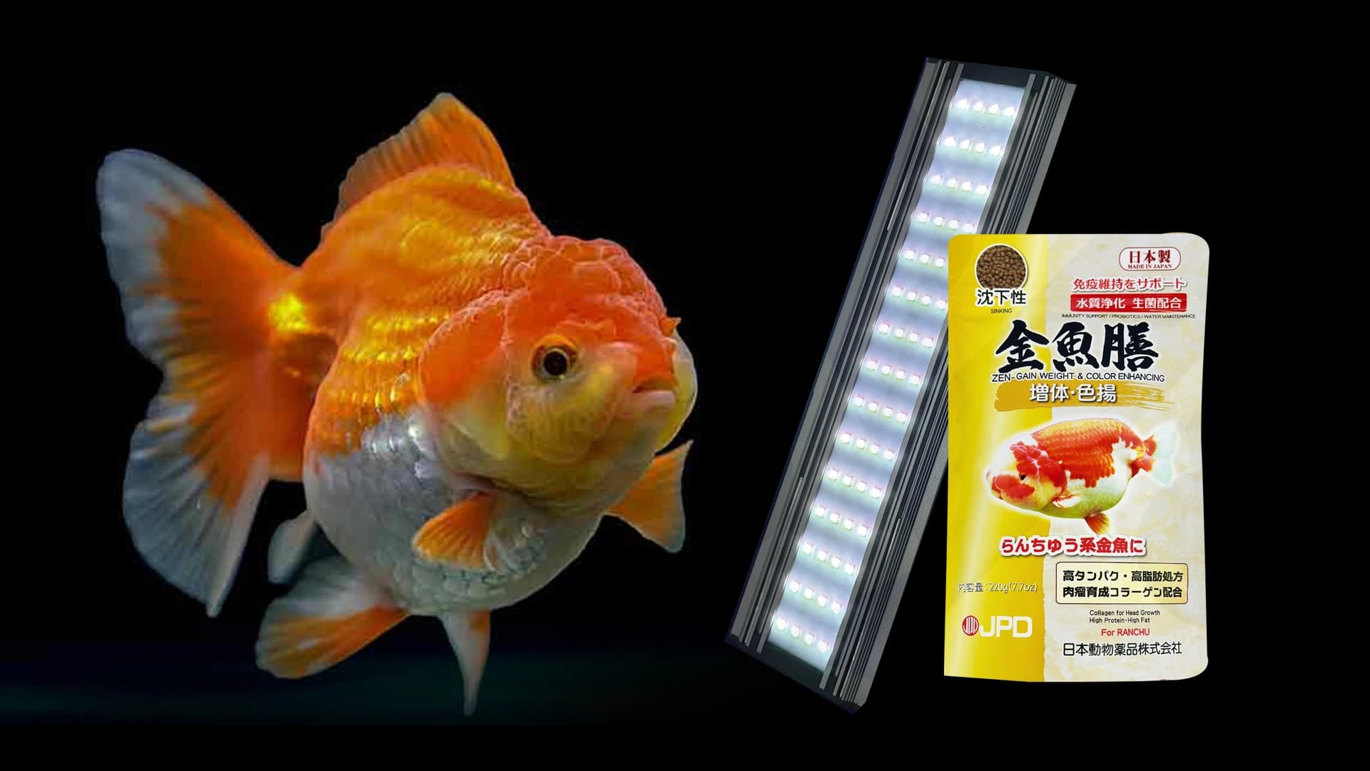Membentuk Punuk Goldfish Ideal Dengan Kombinasi 2 Produk Ini