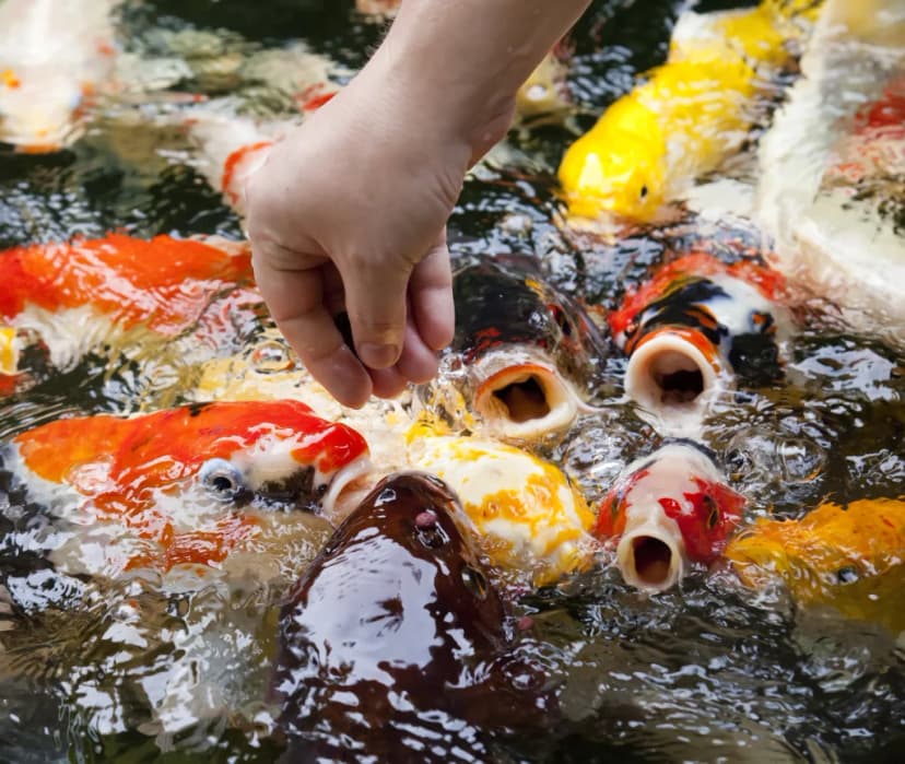 Menerapkan Feeding Schedule yang Mendukung Pertumbuhan Tulang