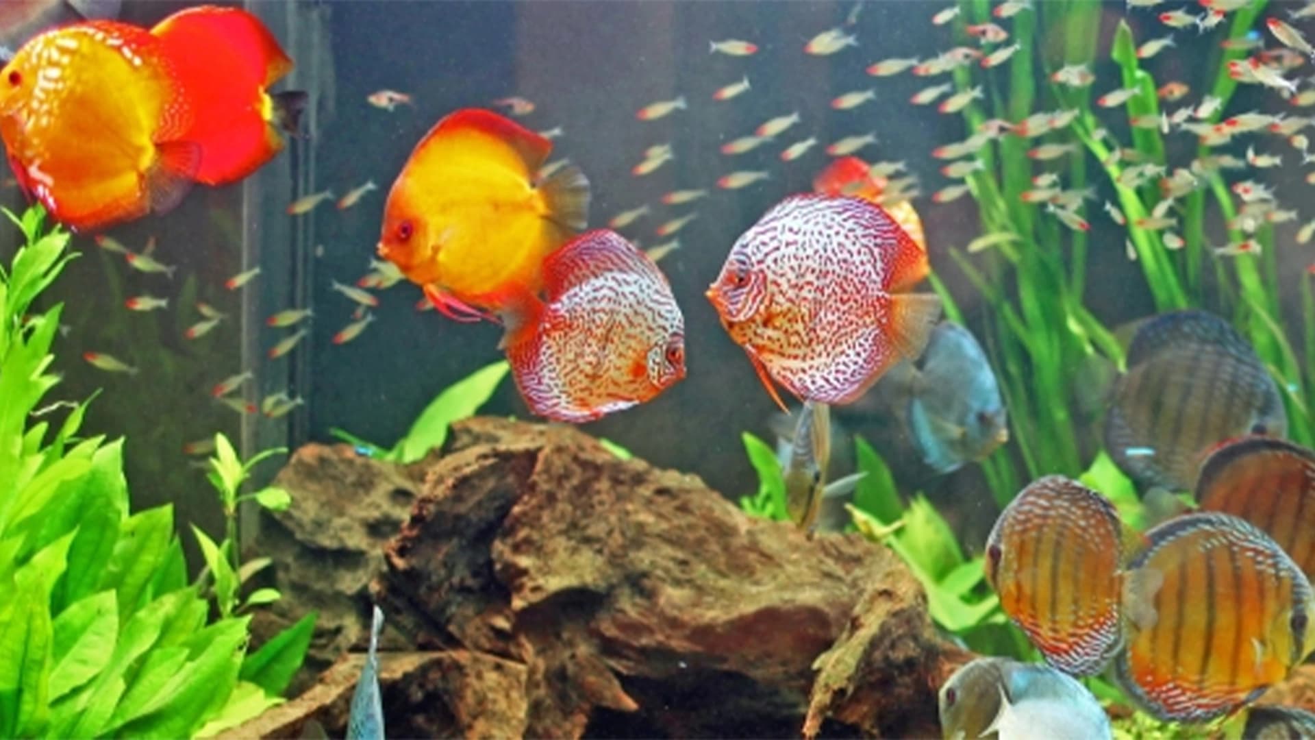 Warna Discus Pudar? Temukan Solusi Jitu di Sini!