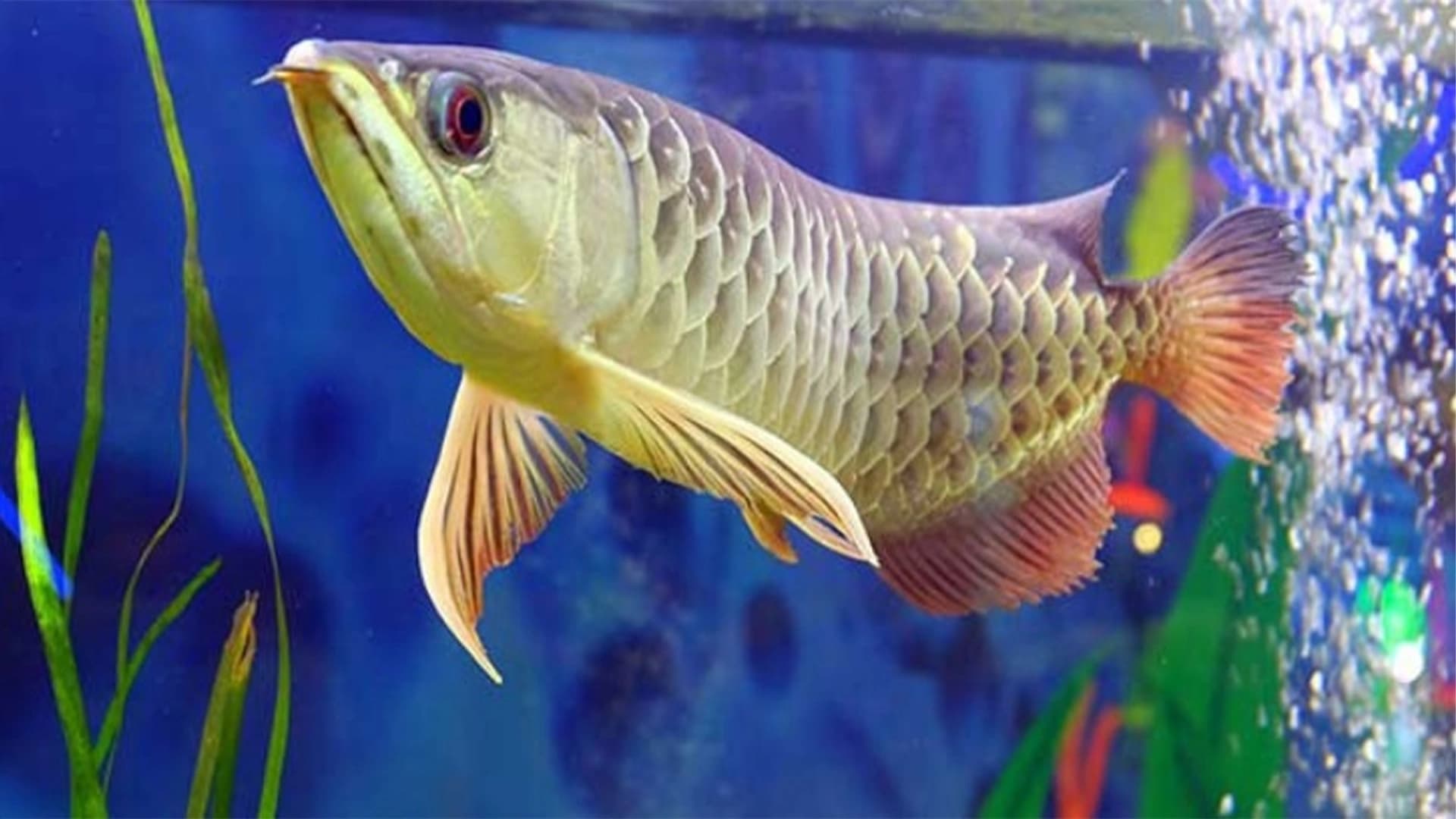 Rangkaian Produk yang Bisa Meningkatkan Bisnis Ikan Arowana