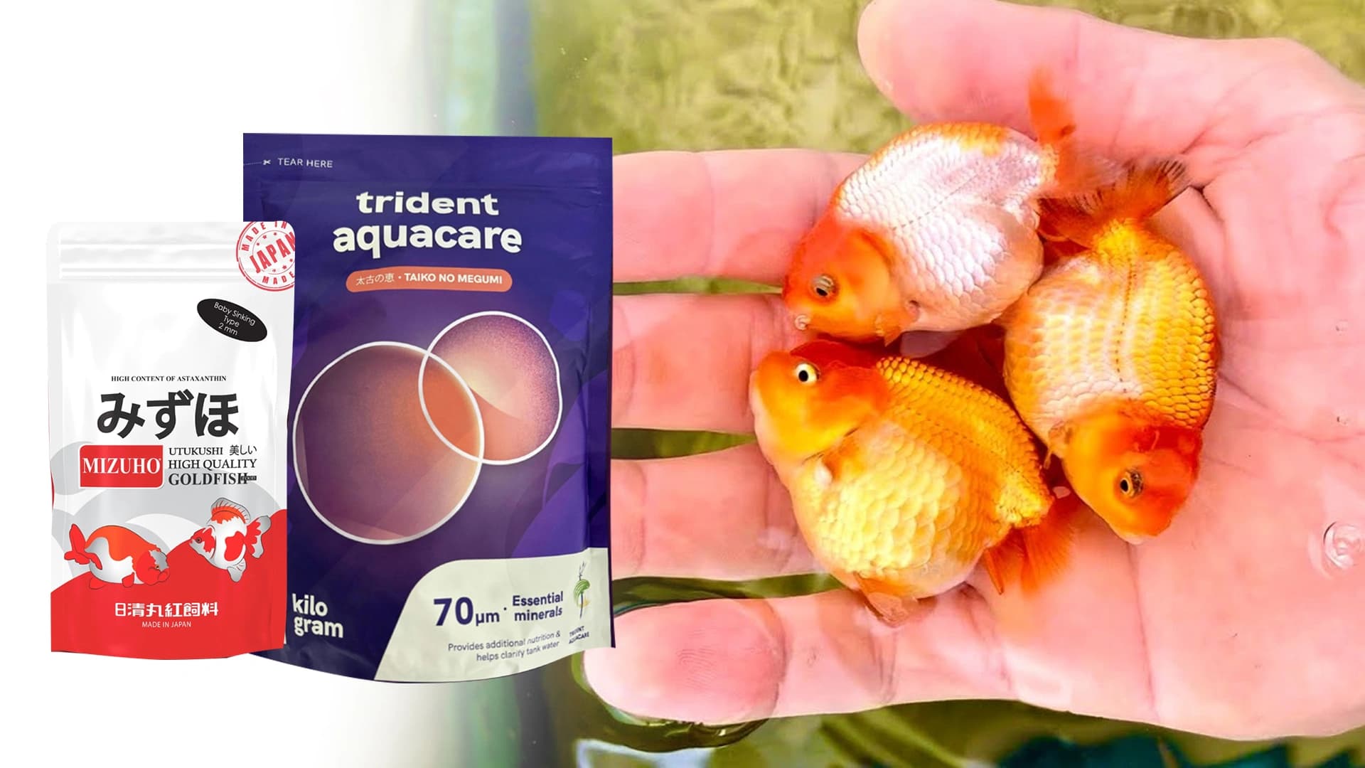 Panduan Kombinasi Pakan dan Mineral untuk Perawatan Baby Goldfish