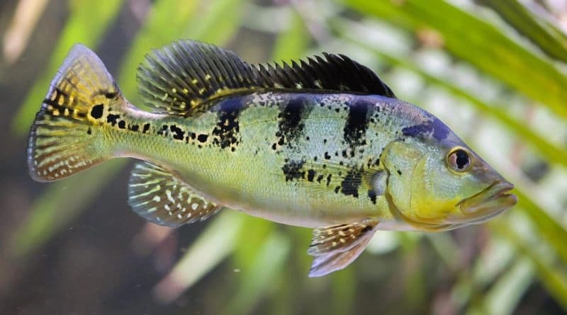 Menyehatkan Organ Internal Ikan
