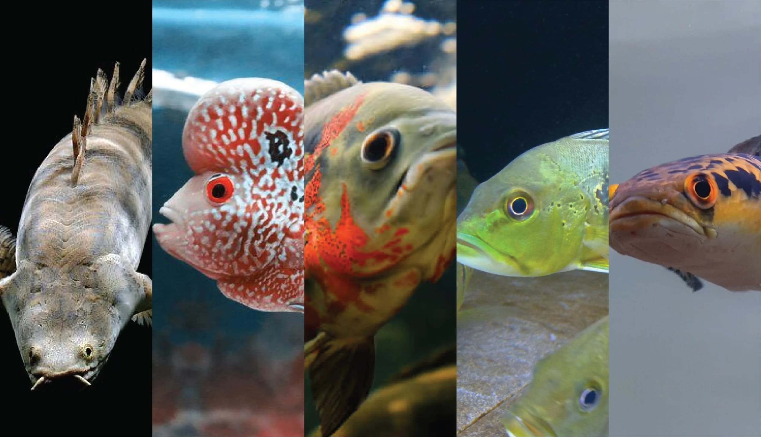 Ini Alasan Pentingnya Membentuk Tulang Kuat Ikan Predator