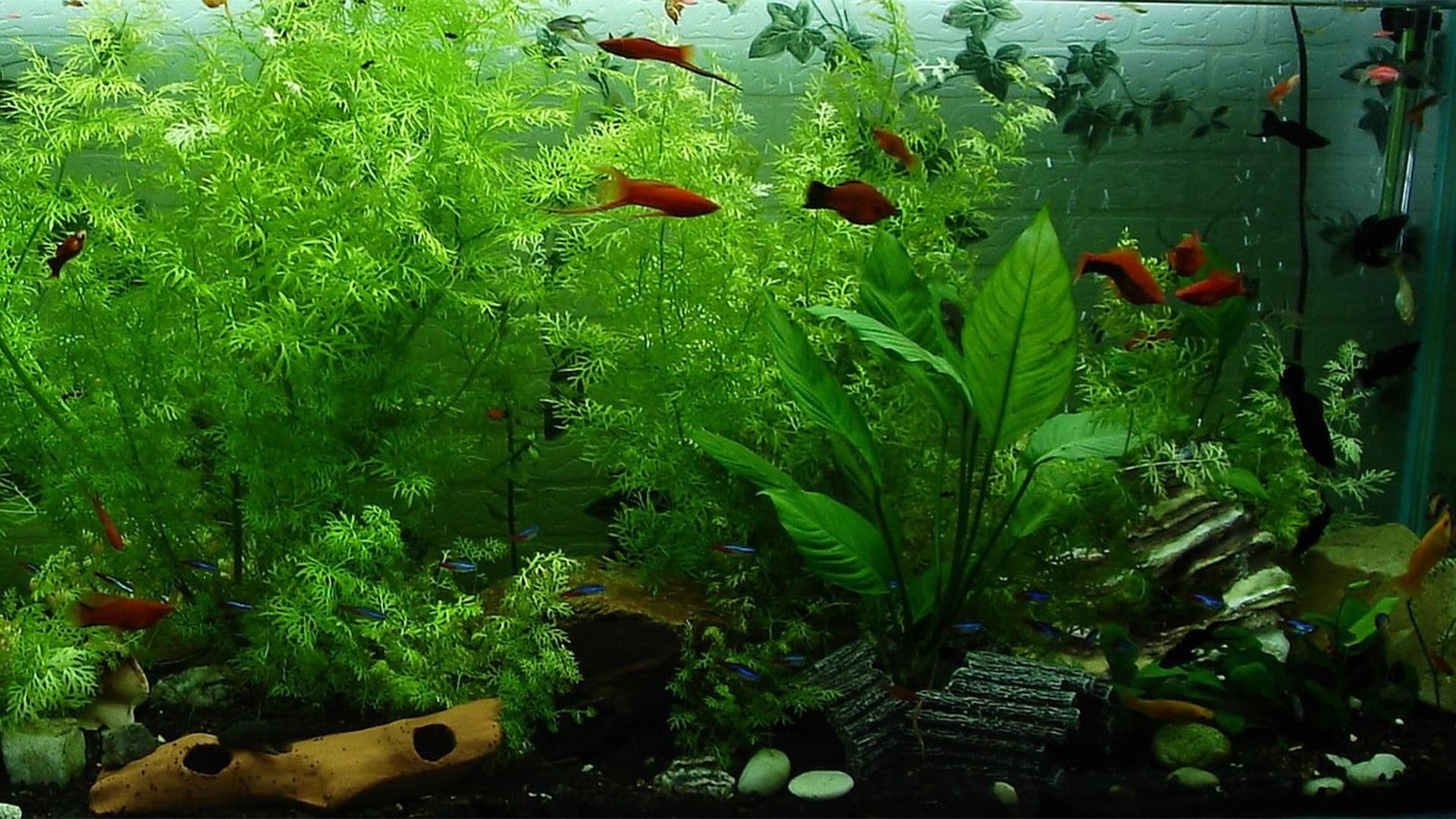 Ciptakan Keseimbangan Ekosistem Ikan Hias Dengan Produk Ini