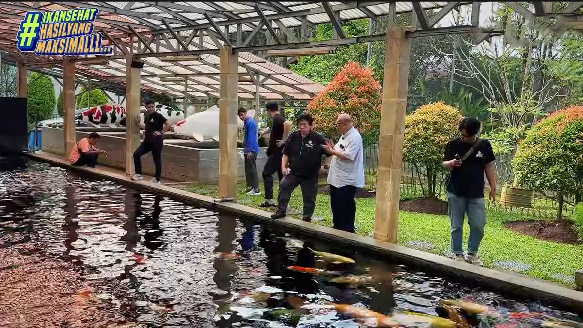 Apakah Standar Kualitas Koi Indonesia vs Jepang Telah Setara?