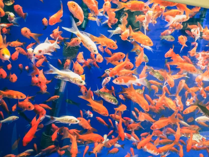 Overcrowding atau Kepadatan Ikan Terlalu Tinggi