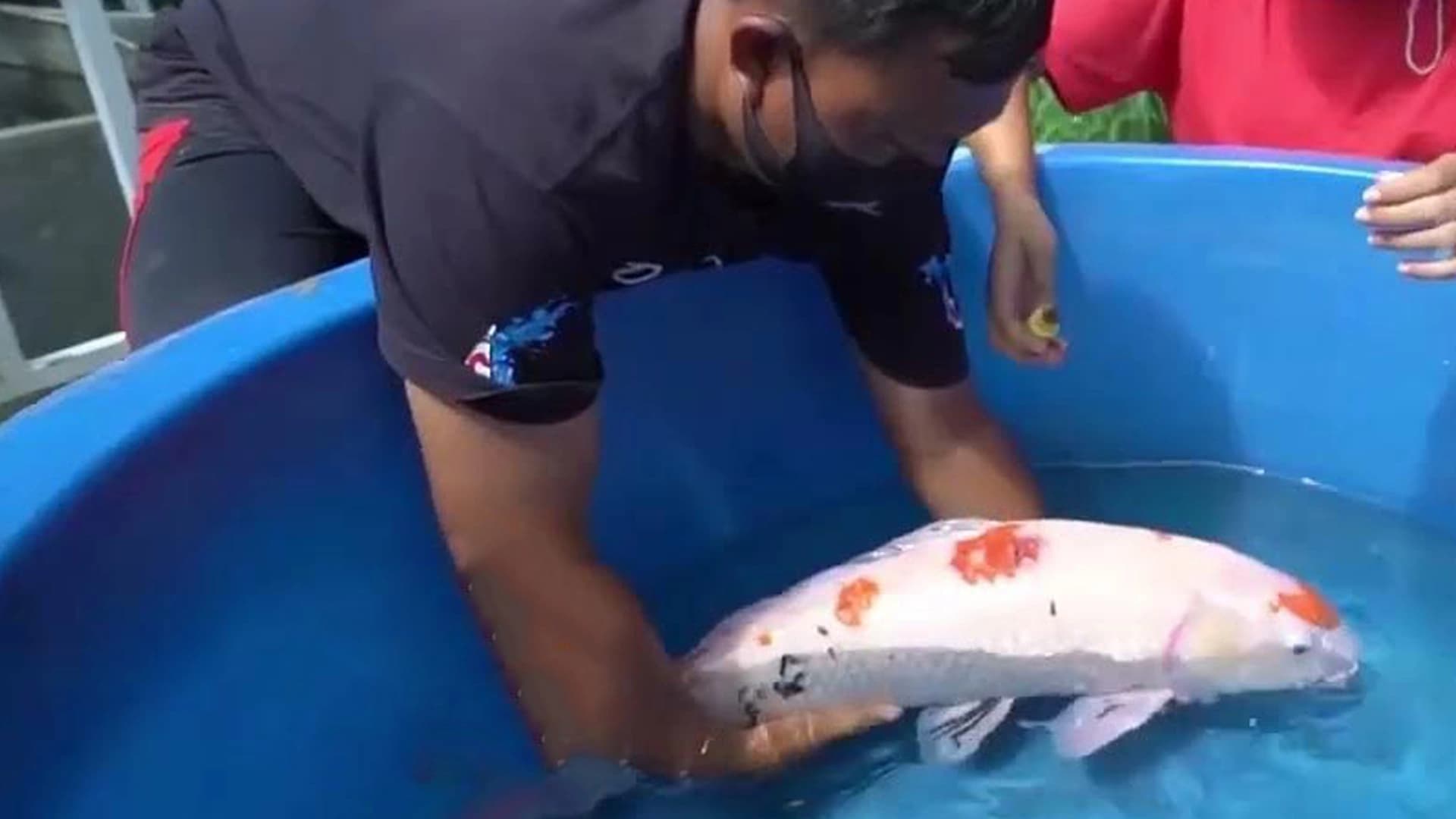 Pentingnya Karantina Ikan yang Wajib Diketahui Penghobi