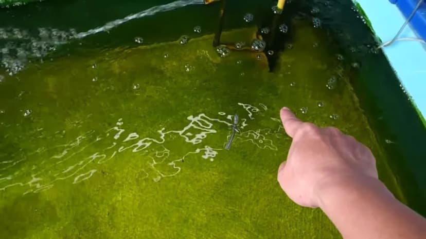 Akumulasi Kotoran di Dasar Kolam