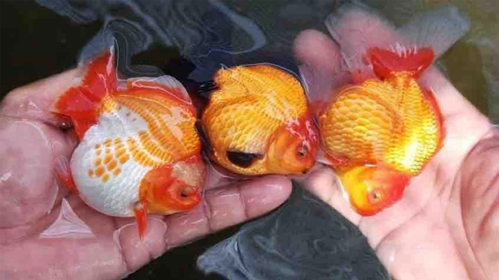 Faktor dan Nutrisi Untuk Pertumbuhan Seimbang Goldfish