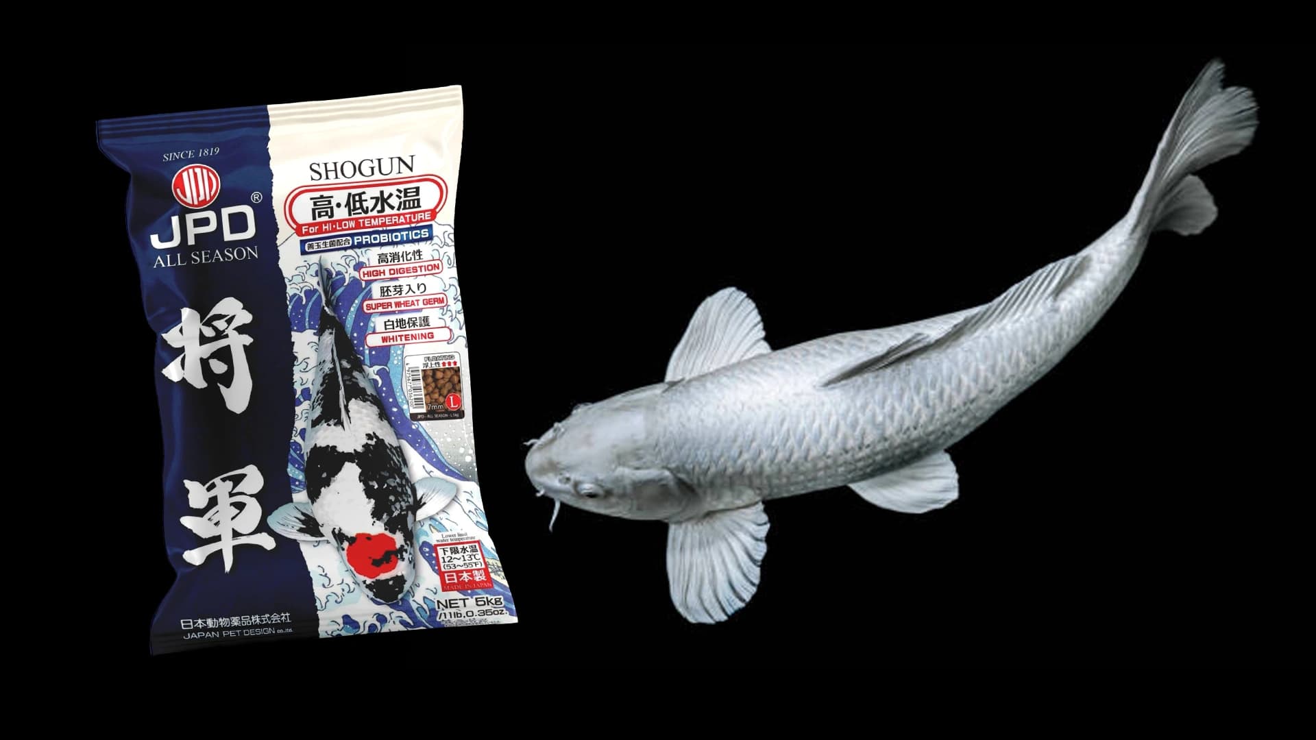 Pakan Ini Dapat Memperbaiki Warna Putih pada Ikan Koi