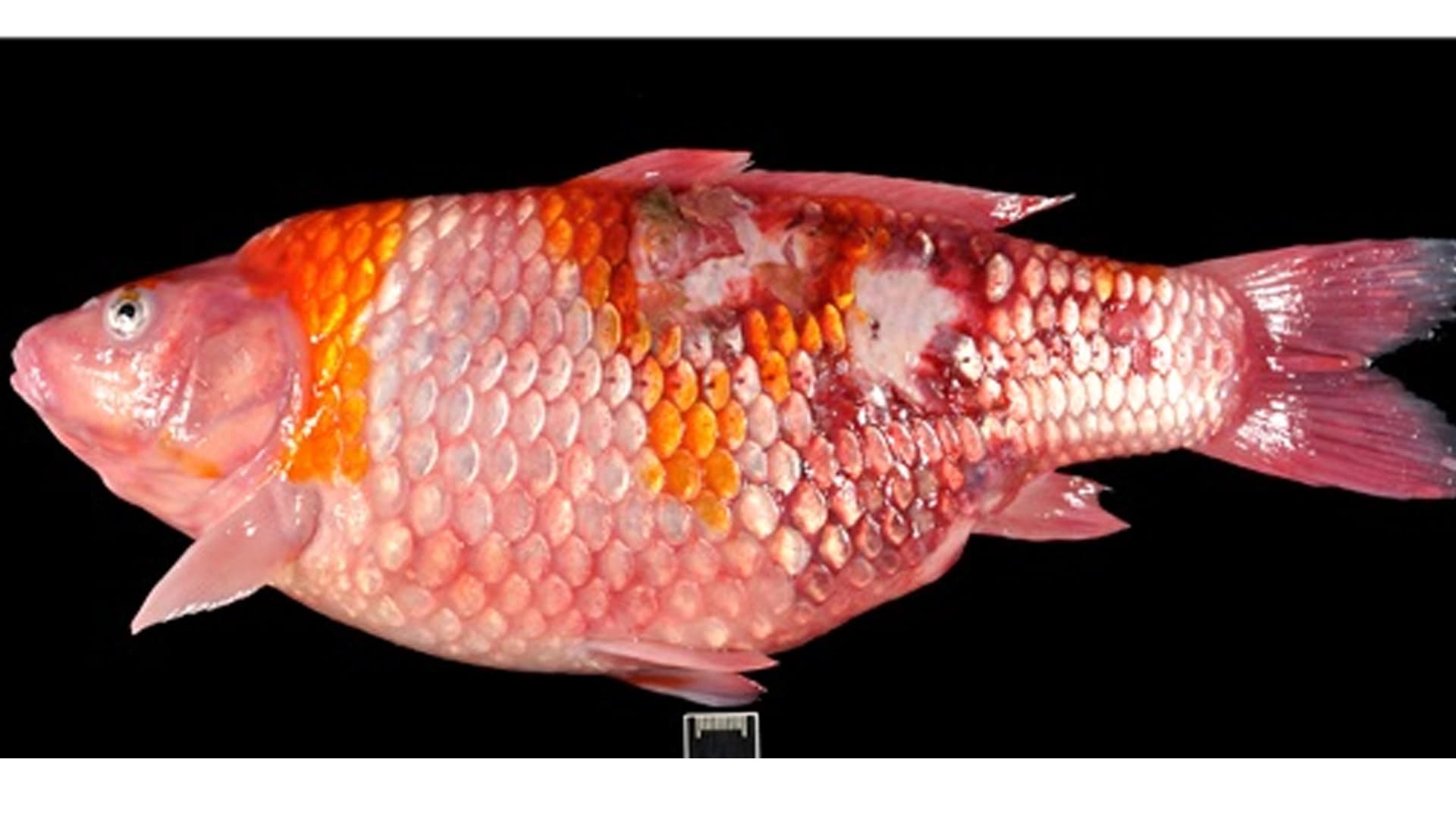 Panduan Pencegahan Virus KHV pada Koi dan Ikan Mas