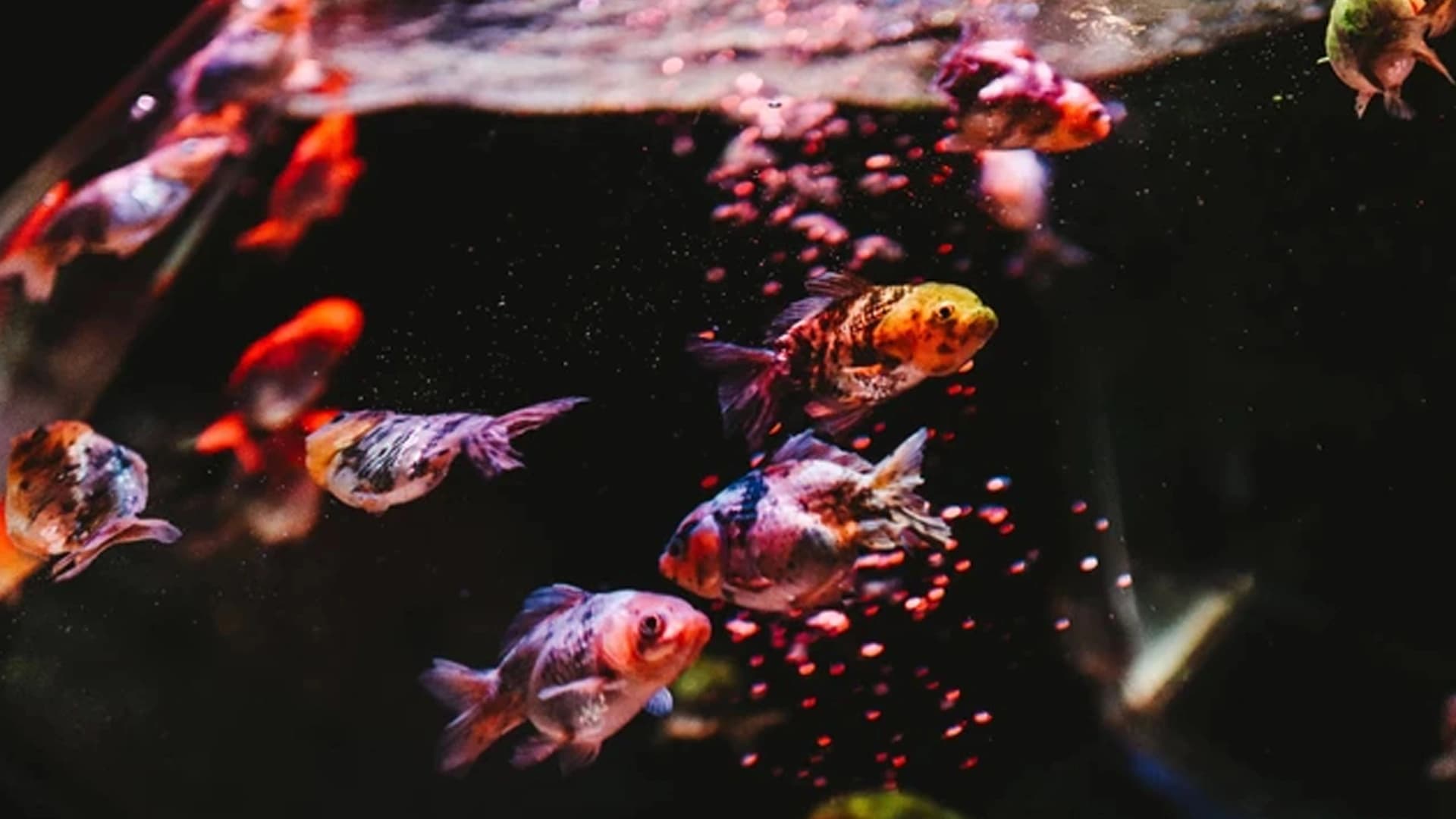 Penyebab Warna Ikan Pudar di Akuarium dan Cara Mengatasinya