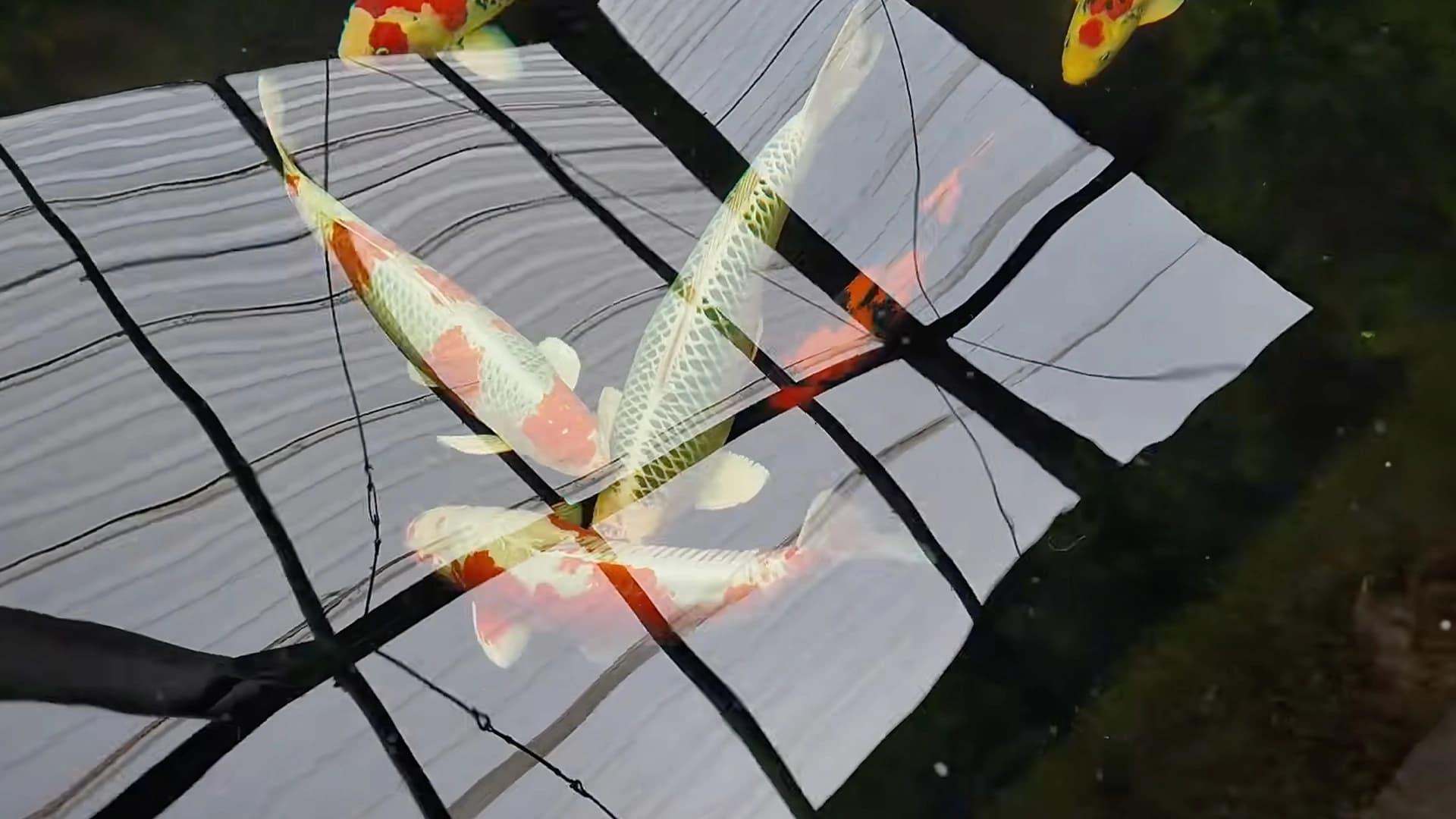 Ini Persiapan kontes ikan koi yang perlu Anda Perhatikan Agar Menjadi Pemenang