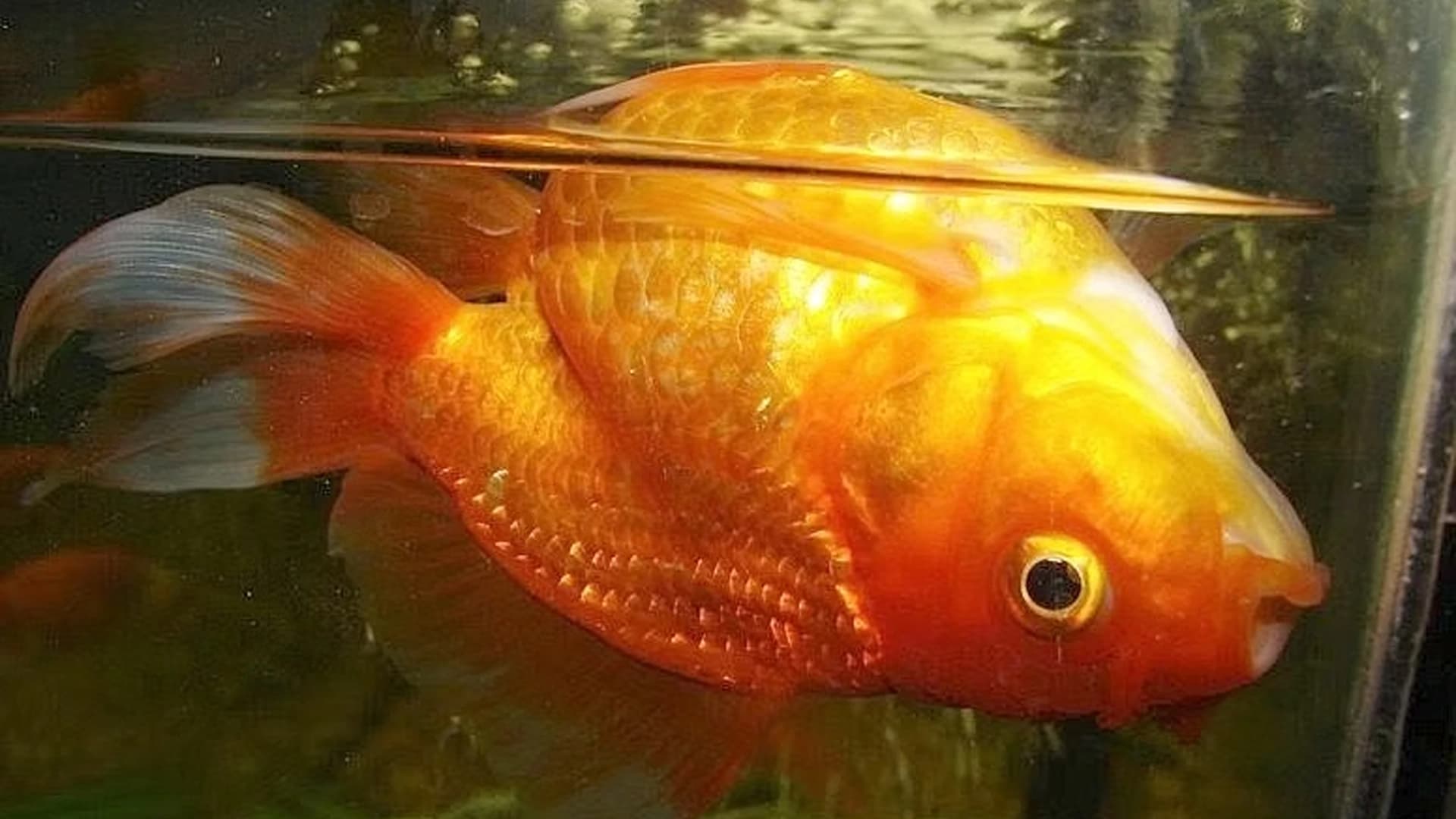 8 Cara Mencegah Bloating pada Ikan Hias