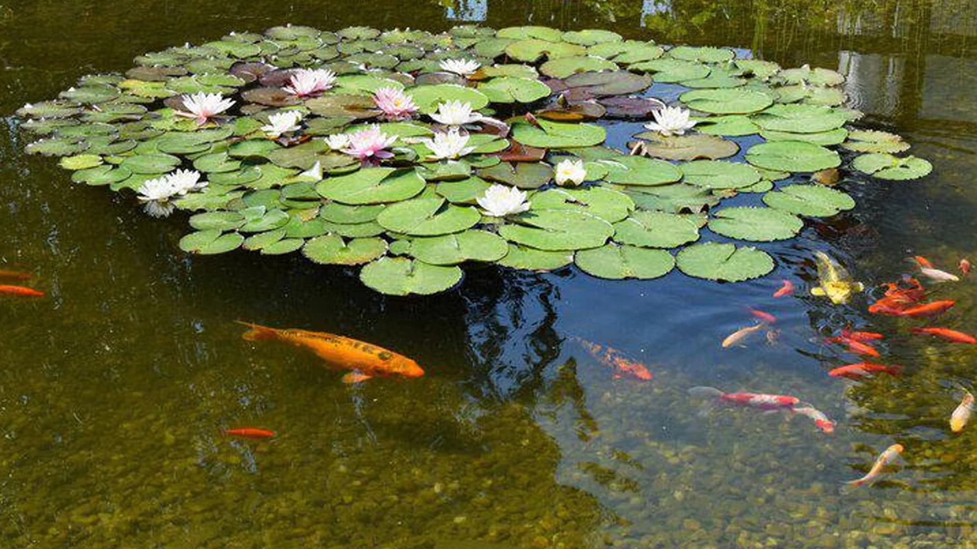 Cara Menstabilkan pH Air Kolam agar Ikan Sehat dan Tidak Mudah Stres