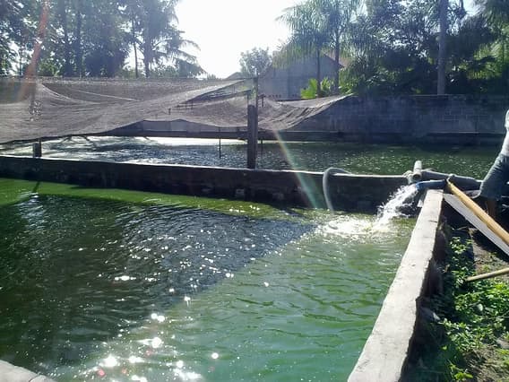 Dampak pH yang Tidak Stabil bagi Ikan
