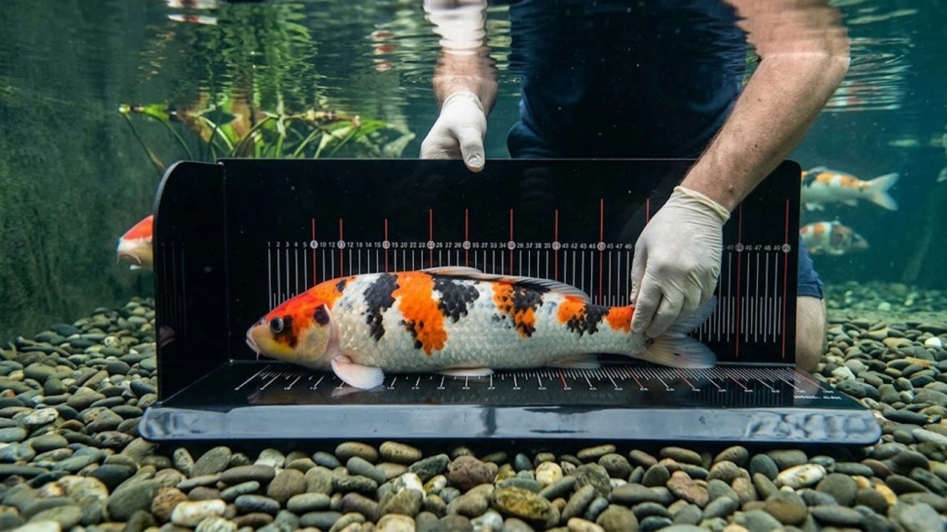 Cara Mengukur Ikan Koi yang Benar dan Tepat