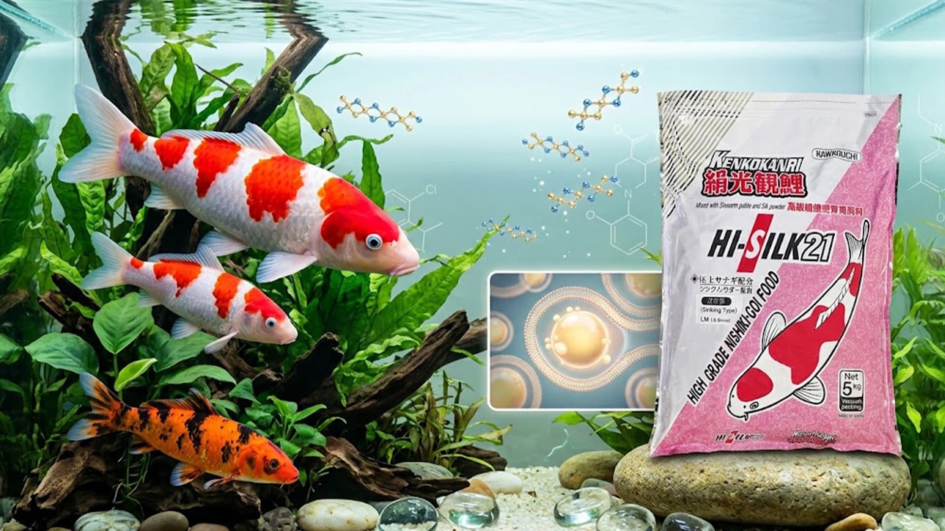 Ternyata Ini Pentingnya Fungsi Lemak dan Omega 3 untuk Ikan Hias