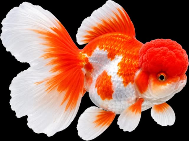Goldfish