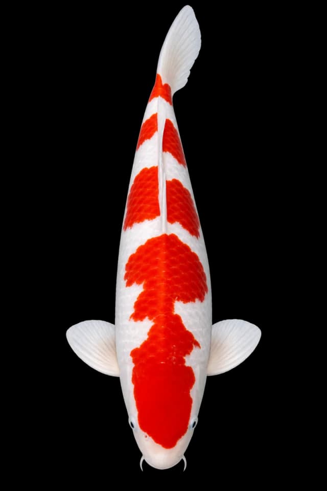 Koi