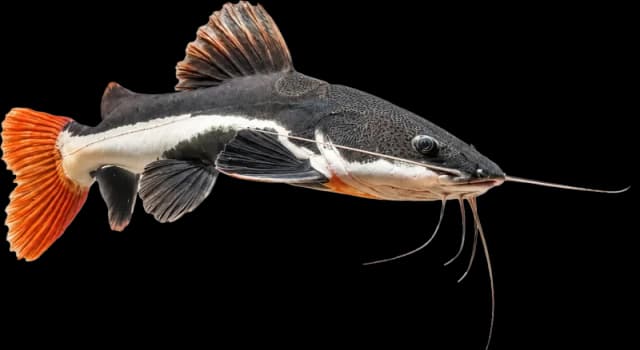 Predator & Other Fish